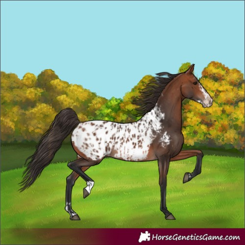 Horse Color:Bay Near Leopard and Bay Frame Near Leopard
