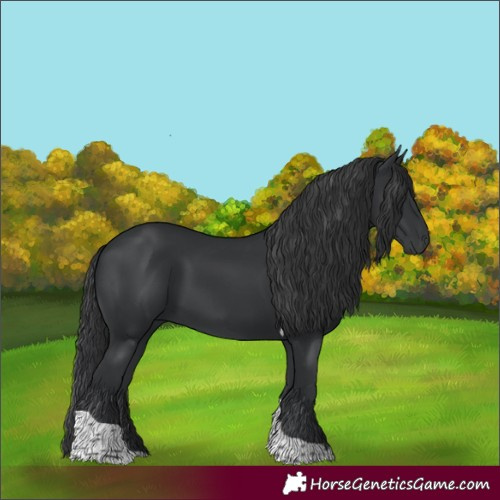 Horse Color:Black Tobiano 