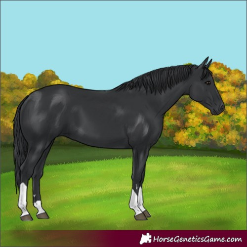 Horse Color:Black Tobiano