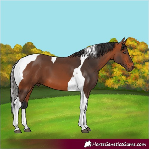 Horse Color:Bay Tobiano 