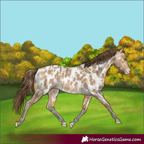 Horse Color:Amber Cream Champagne Near Leopard  and Amber Cream Champagne Near Leopard Rabicano 
