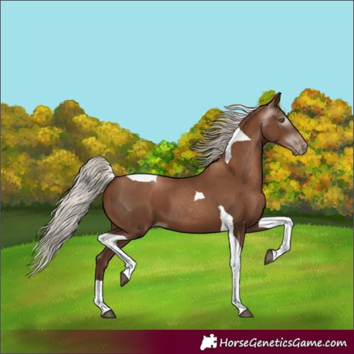 Horse Color:Gray Silver Black Pearl Tobiano 