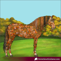 Horse Color:Gray Bay Splash Tobiano 