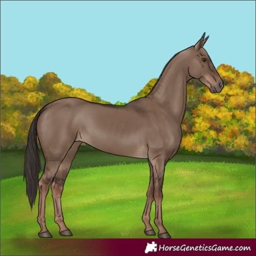 Horse Color:Liver Red Dun Rabicano 