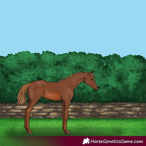 Horse Color:Chestnut 