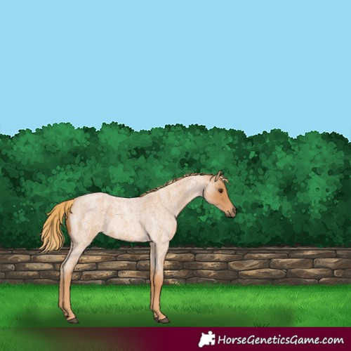 Horse Color:Red Roan
