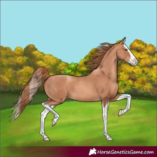 Horse Color:Gold Champagne Splash