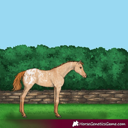 Horse Color:Red Dun Blanket  and Red Dun Varnish 
