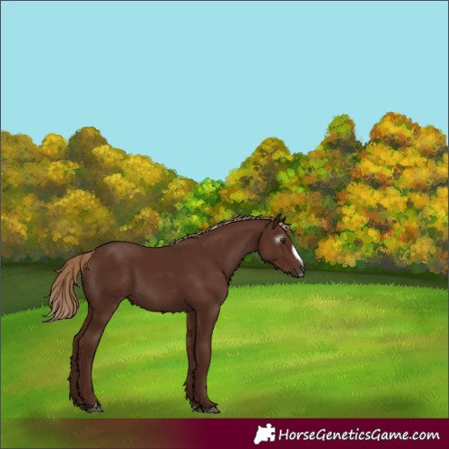 Horse Color:Gray Chestnut Frame