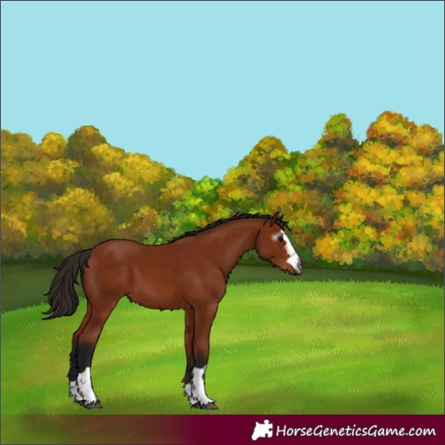 Horse Color:Gray Bay