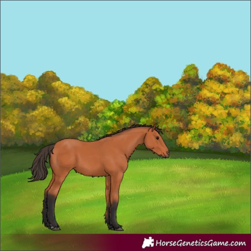 Horse Color:Bay 
