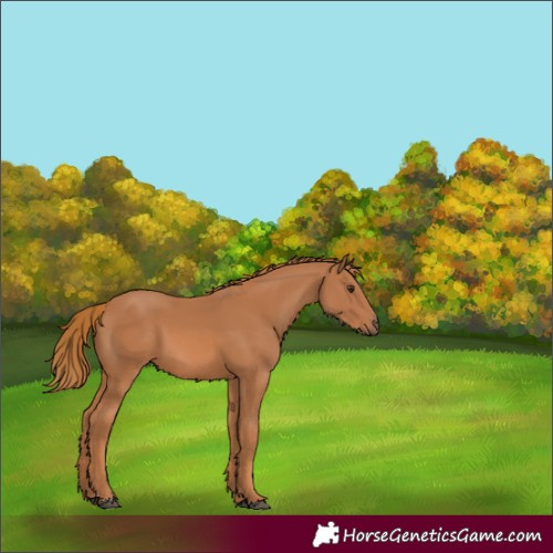 Horse Color:Chestnut 