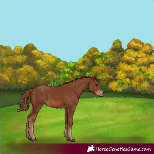 Horse Color:Chestnut 