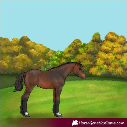 Horse Color:Bay 