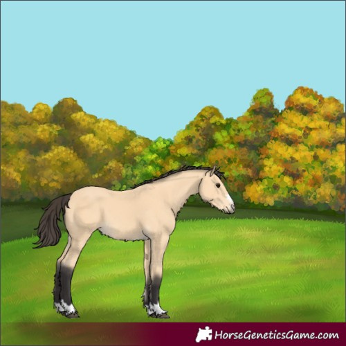 Horse Color:Buckskin 