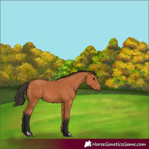 Horse Color:Bay 