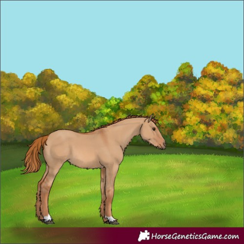 Horse Color:Red Dun