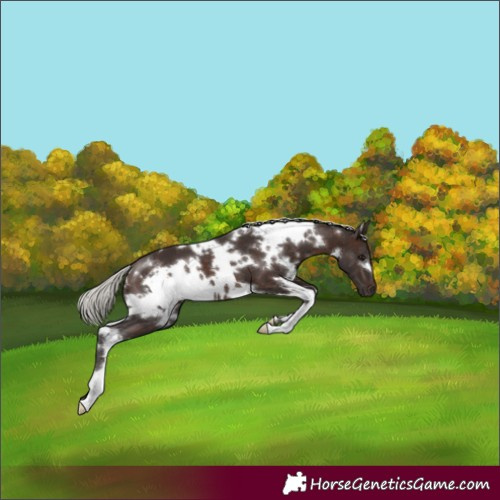 Horse Color:White Spotted Silver Brown
