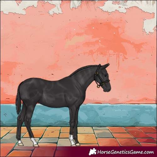 Horse Color:Smoky Black 
