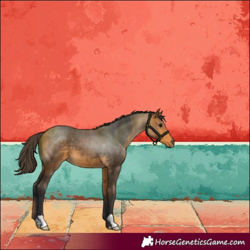 Horse Color:Buckskin 