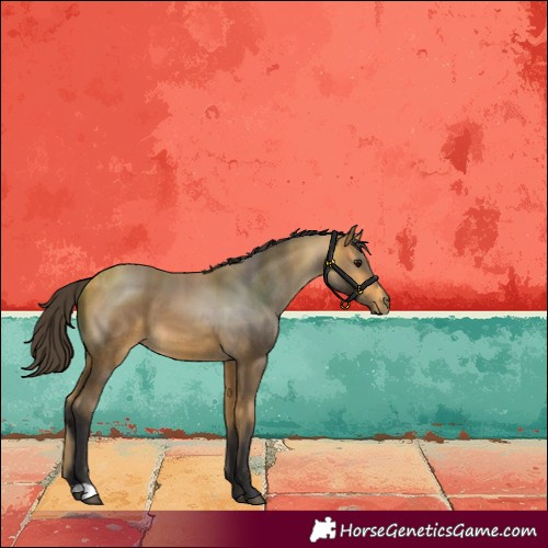 Horse Color:Buckskin