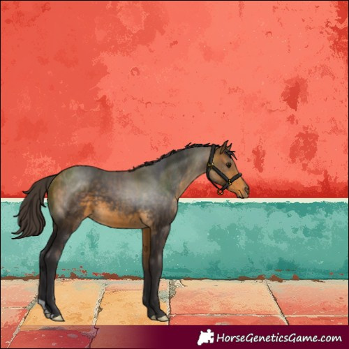 Horse Color:Buckskin 