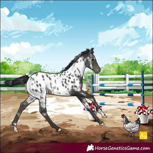 Horse Color:White Spotted Black Near Leopard