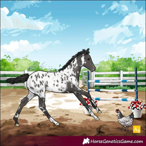 Horse Color:White Spotted Black Near Leopard 
