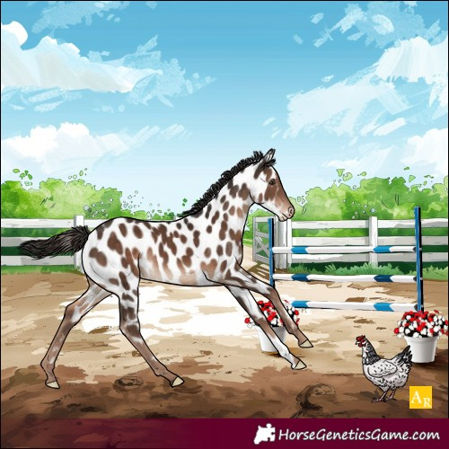 Horse Color:Liver Chestnut Near Leopard 