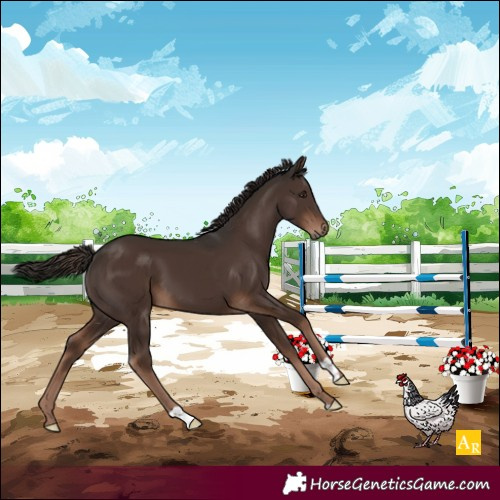 Horse Color:Liver Chestnut 