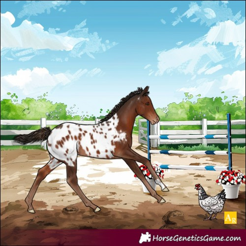 Horse Color:Liver Chestnut Near Leopard 