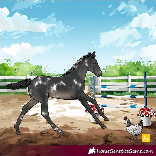 Horse Color:White Spotted Black