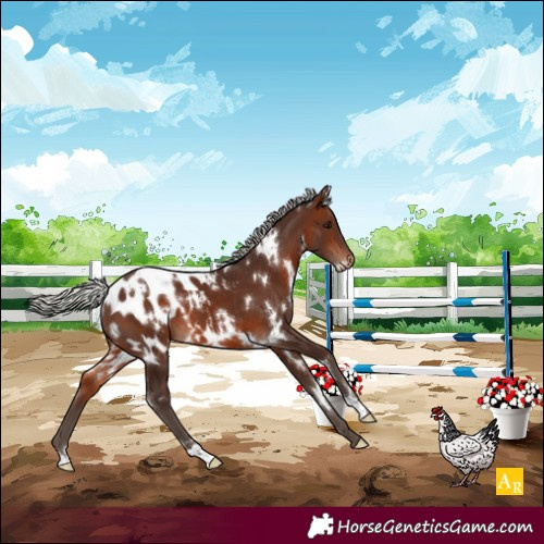 Horse Color:White Spotted Silver Brown Blanket 