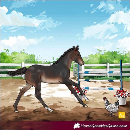 Horse Color:Brown