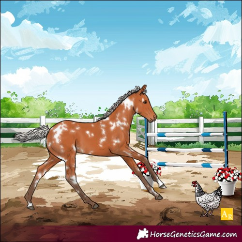 Horse Color:White Spotted Silver Bay