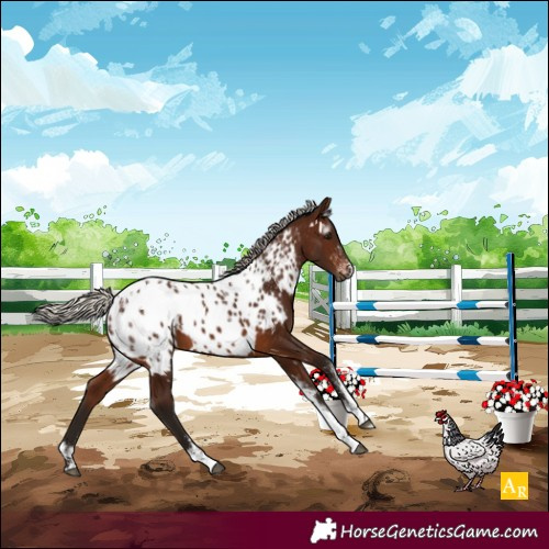Horse Color:Powder White Gray White Spotted Silver Bay Near Leopard 