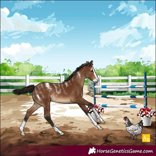 Horse Color:Powder White Gray Bay Splash Varnish