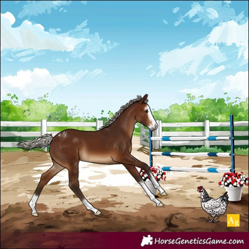 Horse Color:Gray Silver Bay Splash Varnish 