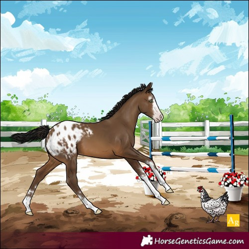 Horse Color:Gray Sable Champagne Varnish