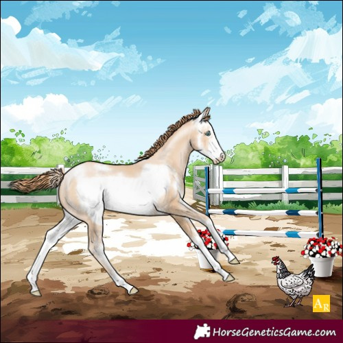 Horse Color:Buckskin Pearl Sabino Frame