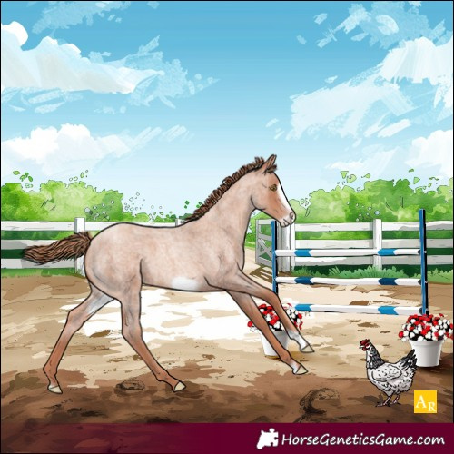 Horse Color:Gold Champagne Roan Frame 