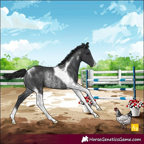 Horse Color:Black Tobiano Rabicano