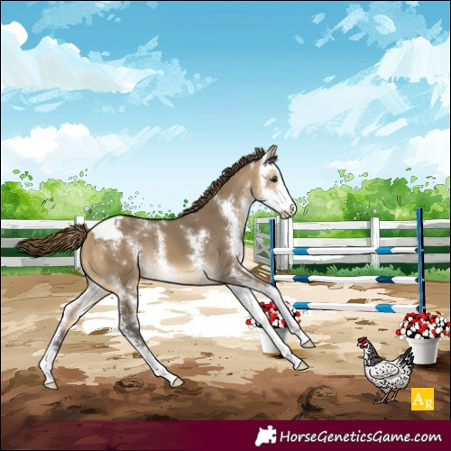 Horse Color:Buckskin Dun Sabino Varnish 