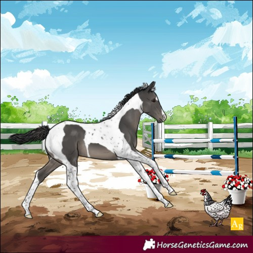 Horse Color:Black Mushroom Tobiano 