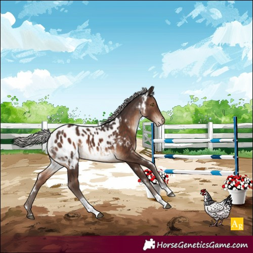 Horse Color:White Spotted Silver Brown Tobiano Blanket Rabicano 