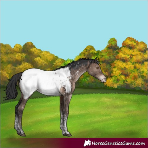 Horse Color:Brown Dun Mushroom Tobiano Near Fewspot Rabicano Brindle