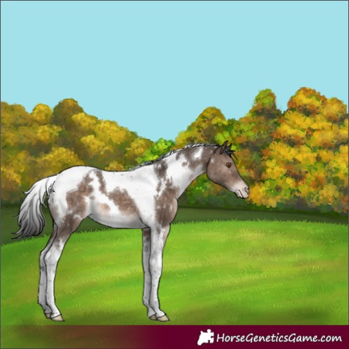 Horse Color:White Spotted Brown Dun Mushroom Tobiano Blanket Brindle 