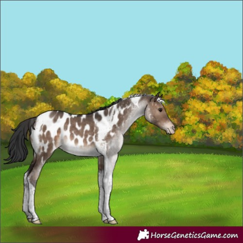 Horse Color:Brown Dun Tobiano Near Leopard Rabicano Brindle