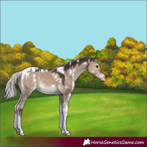 Horse Color:White Spotted Silver Brown Dun Tobiano Blanket Rabicano