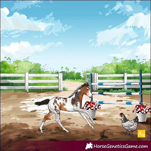 Horse Color:Gray Buckskin Sabino Tobiano Blanket 